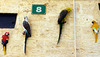 parrots of No.8
