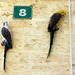 parrots of No.8