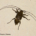 40 Longhorn Beetle 2
