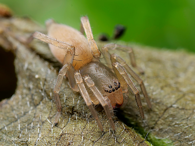 Spider (Clubiona sp. )