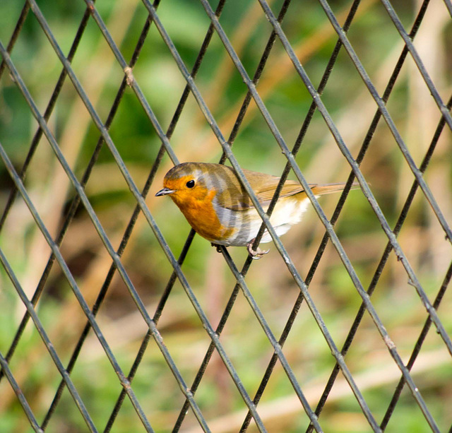 Framed robin