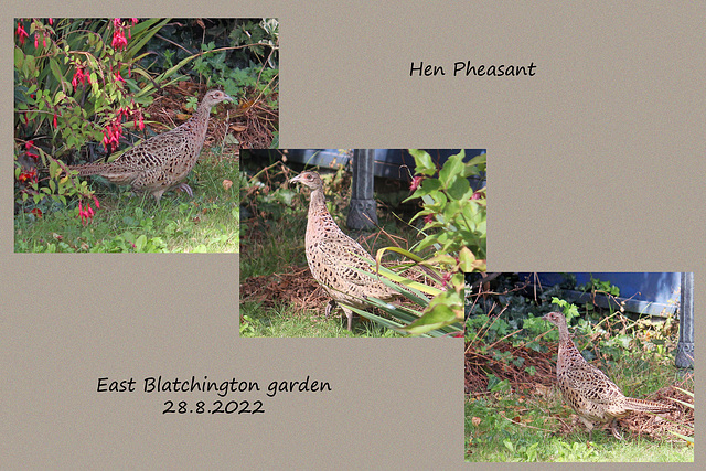 Hen Pheasant - East Blatchington garden - 28 8 2022
