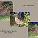 Hen Pheasant - East Blatchington garden - 28 8 2022