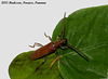 41 Longhorn Beetle 3
