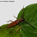 41 Longhorn Beetle 3