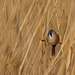 Panure à moustaches Panurus biarmicus - Bearded Reedling 2019