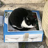 Athens 2020 – Cat in a box