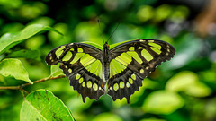 HUNAWIHR: Jardins des papillons 08