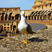 Rom - Strange Encounter inside the Colosseum