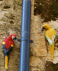 piping parrots