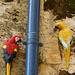 piping parrots