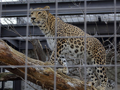 Leopard Aman (Wilhelma)