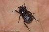38 Beetle 3: Stenocrates sps