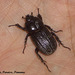 38 Beetle 3: Stenocrates sps