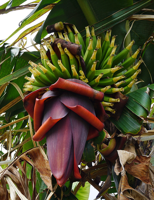 Madeira-Bananen, eine geschätzte Frucht der Insel - Blossoms and fruits of Madeira Bananas