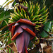 Madeira-Bananen, eine geschätzte Frucht der Insel - Blossoms and fruits of Madeira Bananas