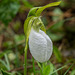 Cypripedium acaule (Pink Lady's-slipper orchid) white form