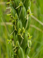 Platanthera limosa (Thurber's bog orchid)