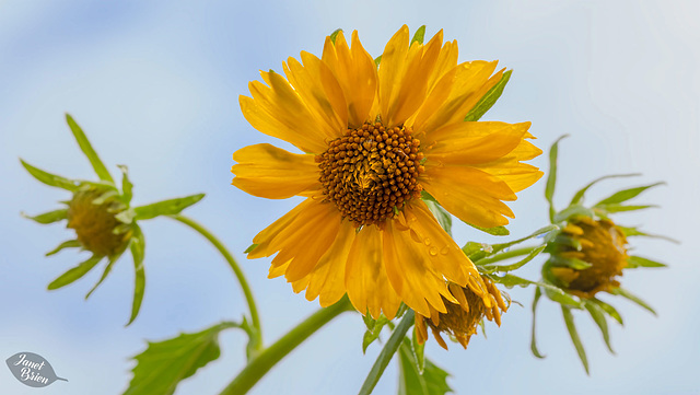 284/366: Bright and Shiny False Sunflower