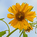 284/366: Bright and Shiny False Sunflower