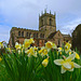 Spring daffodils at St Lawrence's
