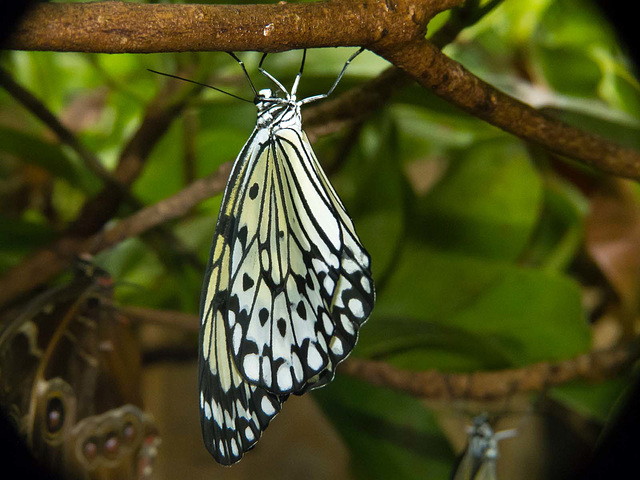 From Chester zoo butterfly house
