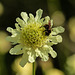 Yellow Scabious with bee and bokeh