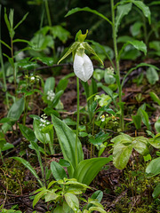 Cypripedium acaule (Pink Lady's-slipper orchid) white form