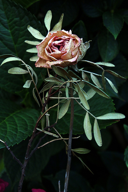 Mesdames , vous êtes comme cette rose , toujours aussi belles , malgré les vicissitudes de la vie . .