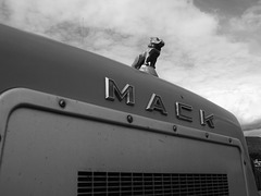 Mack the Bulldog