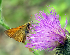 Schmetterling und Distelblüte