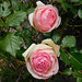 Roses De Ronsard pour vous************