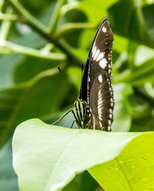 From the butterfly house (2)