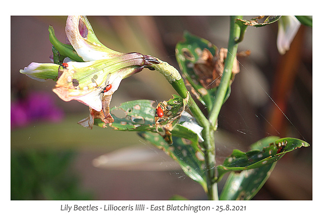 Lily Beetles - East Blatchington - 25 8 2021