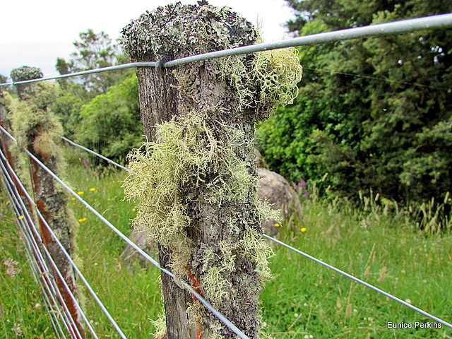 Lichen on Fence Post.