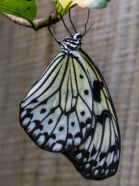 From the butterfly house (3)