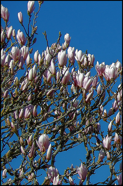 les magnolias ,,