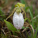 Cypripedium acaule (Pink Lady's-slipper orchid) white form with just a blush of pink