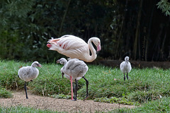 Flamingo-Kindergarten (Wilhelma)