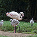 Flamingo-Kindergarten (Wilhelma)