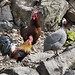 Poultry on the Rocks – Dag al ha-Dan Restaurant, Moshav Beit Hillel, Upper Galilee, Israel