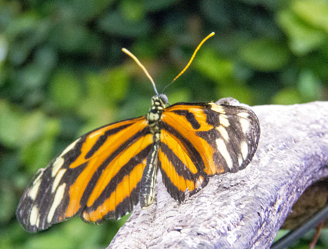 From the butterfly house (4)