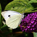 Small White f (Pieris rapae) DSB 1391