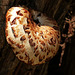 Fungus (Dryad's Saddle?), Pt Pelee, Ontario