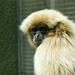 Gibbon (1)