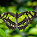 HUNAWIHR: Jardins des papillons 09