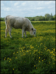 buttercup pasture