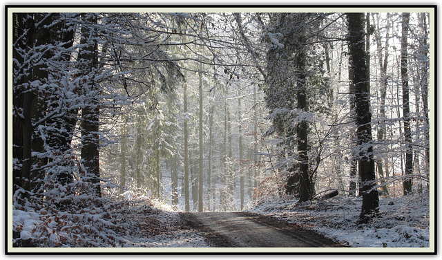 Winterwald / Winter forest ➁