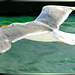 Seagull in flight... ©UdoSm