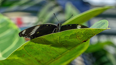 HUNAWIHR: Jardins des papillons 10